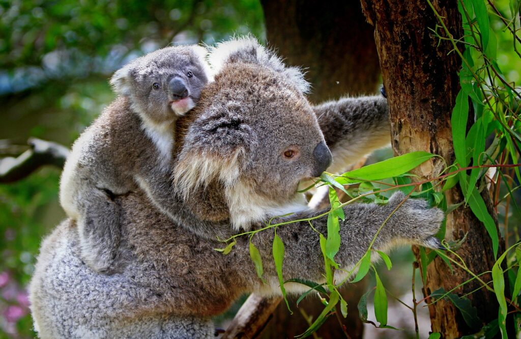 Koala trägt Baby auf dem Rücken