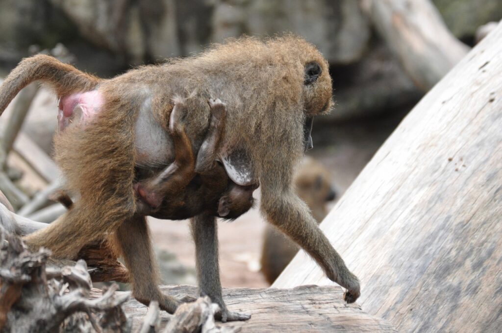 Affe trägt Baby am Bauch